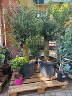 Olijfbomen dikke stam vanaf 90 euro, Volle zon, Ophalen of Verzenden, 100 tot 250 cm, Olijfboom