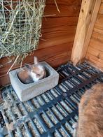 Nederlandse dwerghangoor, Dieren en Toebehoren, Konijnen, Meerdere dieren, Dwerg