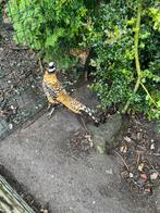 Koningsfazant koppels, Dieren en Toebehoren, Pluimvee, Meerdere dieren
