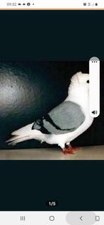 Opgevangen Duitse meeuw, Dieren en Toebehoren, Postduif