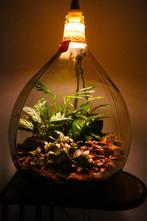 XL Ecosysteem/planten terrarium/flessentuin met lamp, Huis en Inrichting, Kamerplanten, Ophalen, Overige soorten, Halfschaduw