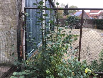 Berken- en Wilgenboom Aanplant beschikbaar voor biedingen