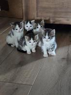 5 prachtige super lieve kittens, Dieren en Toebehoren, Katten en Kittens | Overige Katten, Meerdere dieren