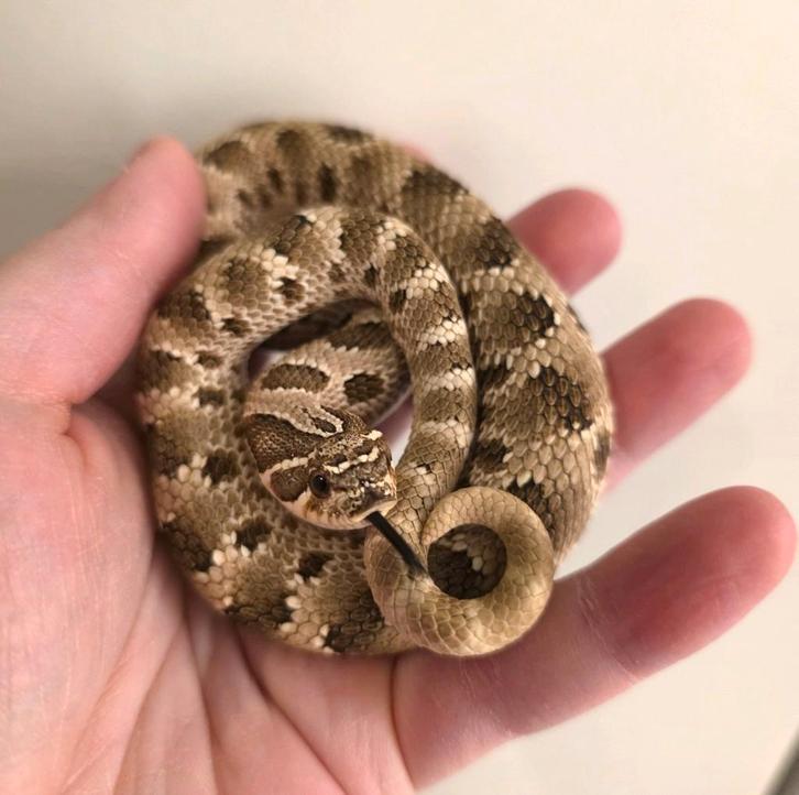 Heterodon Nasicus (Artic Conda) 1.0