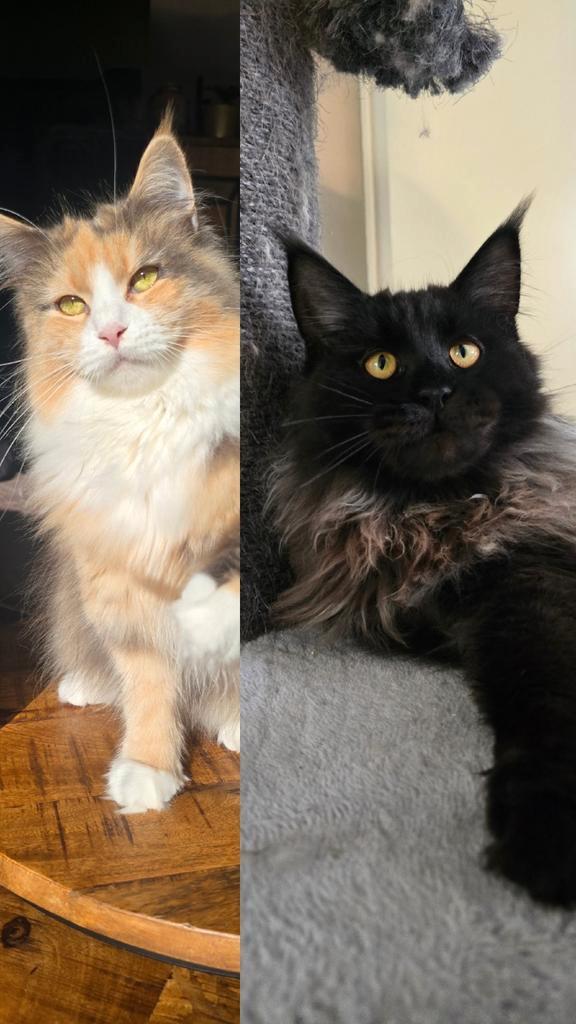 Maine coon kittens (VERWACHT), Dieren en Toebehoren, Katten en Kittens | Raskatten | Langhaar, Meerdere dieren, Gechipt, Ontwormd