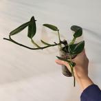 Monstera standleyana, Huis en Inrichting, Kamerplanten, Ophalen of Verzenden, Halfschaduw, Minder dan 100 cm