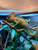 Jemen kameleon man, 0 tot 2 jaar