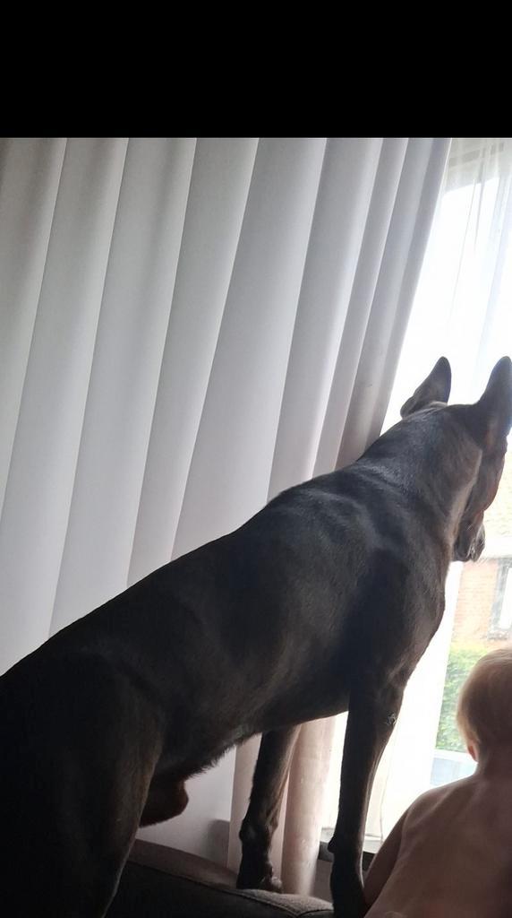 Kruising herder zoekt forever home, Dieren en Toebehoren, Honden | Herdershonden en Veedrijvers, Reu, Herder, Particulier, Eén hond