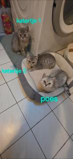 Britse kortharen. 2x katertje en één poes, Dieren en Toebehoren, Katten en Kittens | Raskatten | Korthaar, Meerdere dieren, Gechipt