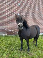 Shetland te koop, Dieren en Toebehoren, Pony's, Merrie, Recreatiepony
