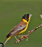 Gezocht zwarte kop gors, Dieren en Toebehoren, Vogels | Kanaries, Mannelijk
