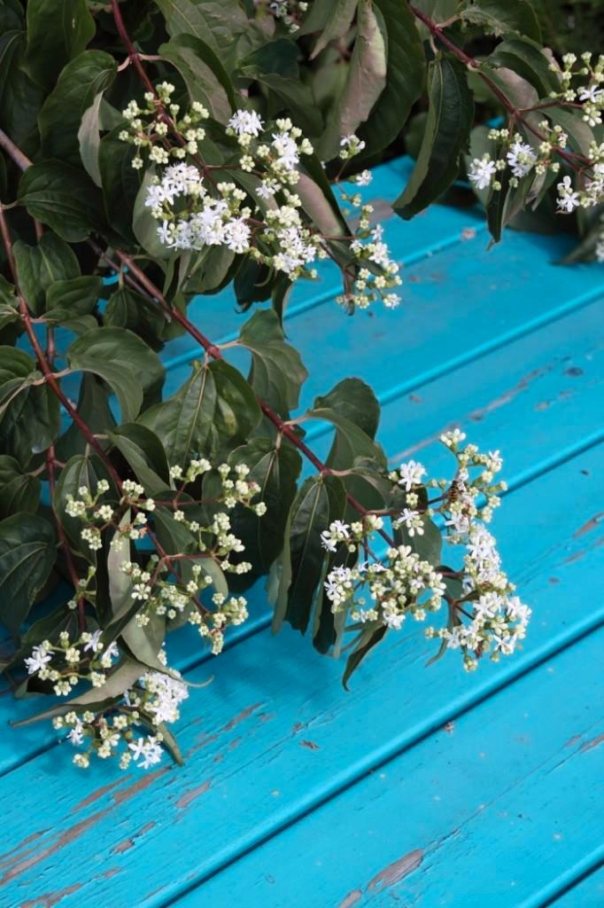 Heptacodium miconioides Zevenzonenboom najaarsbloeier, Tuin en Terras, Planten | Tuinplanten, Vaste plant, Overige soorten, Halfschaduw