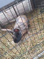 2 rammen een bonte en een beige, Dieren en Toebehoren, Knaagdieren en Konijnen | Hokken en Kooien, Ophalen, 110 cm of meer, Ren
