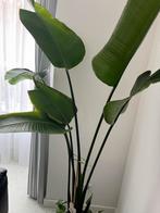 Strelitzia Nicolai (Paradijsvogelplant), Overige soorten, Ophalen of Verzenden, In pot, 150 tot 200 cm