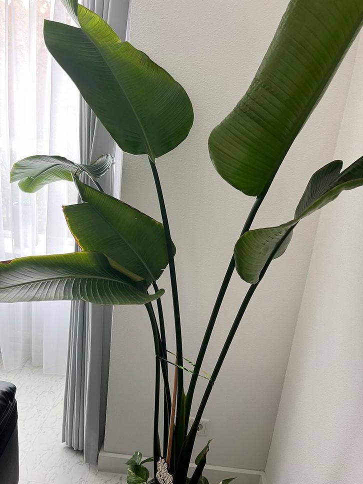 Strelitzia Nicolai (Paradijsvogelplant), Huis en Inrichting, Kamerplanten, Overige soorten, 150 tot 200 cm, Groene kamerplant