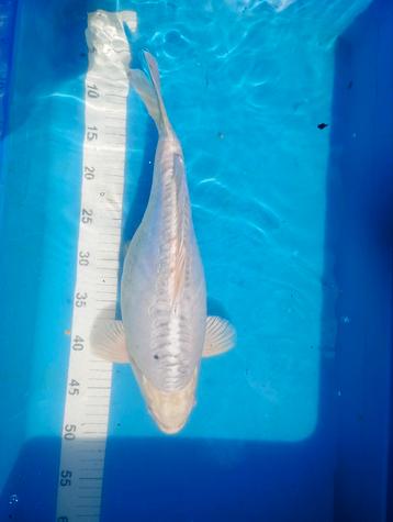 Koi karper wit 45 cm 2 jaar snelle groeier beschikbaar voor biedingen