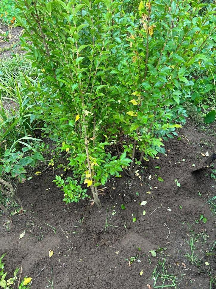 liguster, Tuin en Terras, Planten | Struiken en Hagen, Haag, Liguster, Minder dan 100 cm, Ophalen