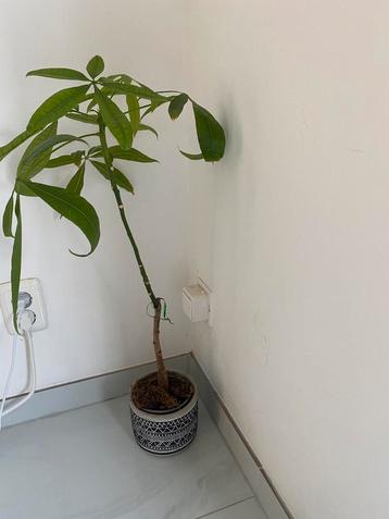 Indoor plant beschikbaar voor biedingen