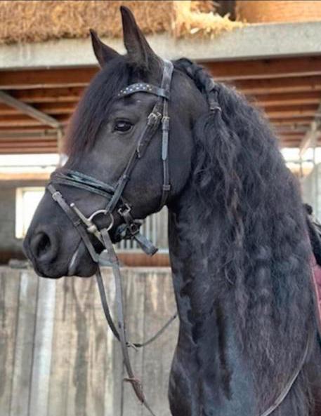 Knappe recreatie merrie, Dieren en Toebehoren, Paarden, Merrie, B, 165 tot 170 cm, 7 tot 10 jaar, Recreatiepaard, Met stamboom