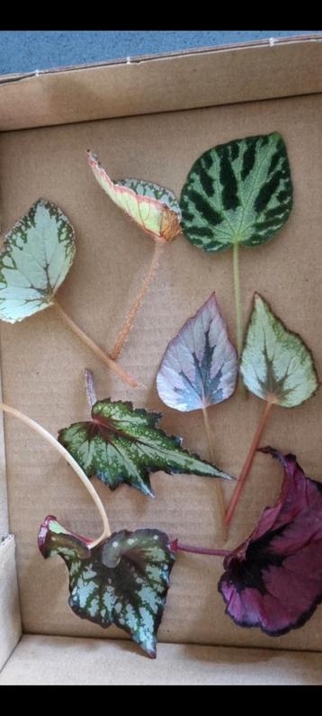 Blad begonia stek 6 verschillende. beschikbaar voor biedingen