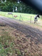 Weidegang aangeboden, Dieren en Toebehoren, Stalling en Weidegang, Weidegang