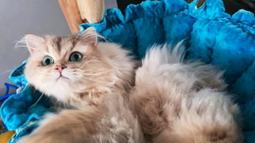 LIEFSTE Brits / britse langhaar dekkater met STAMBOOM beschikbaar voor biedingen