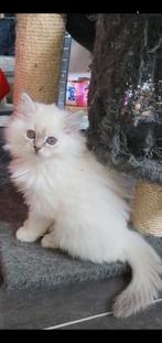 Ragdoll kittens, Dieren en Toebehoren, Meerdere dieren