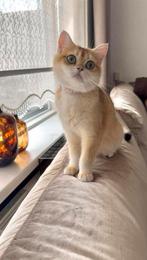 Schattige Britse Korthaar Golden Shaded, Dieren en Toebehoren, Katten en Kittens | Raskatten | Korthaar, Poes, Gechipt, 0 tot 2 jaar