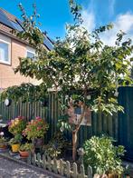 Kersen boom, Ophalen
