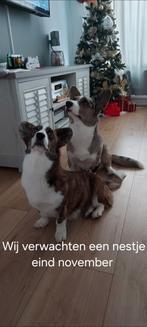 Binnenkort Welsh corgi Cardigan pups, Overige rassen, 8 tot 15 weken, Meerdere, Meerdere dieren