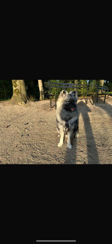 Keeshond (bijna 7 maanden oud), Dieren en Toebehoren, Honden | Poolhonden, Keeshonden en Oertypen, Reu, Keeshond, Particulier