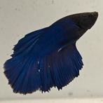 Betta splendens man 62, Dieren en Toebehoren, Vis