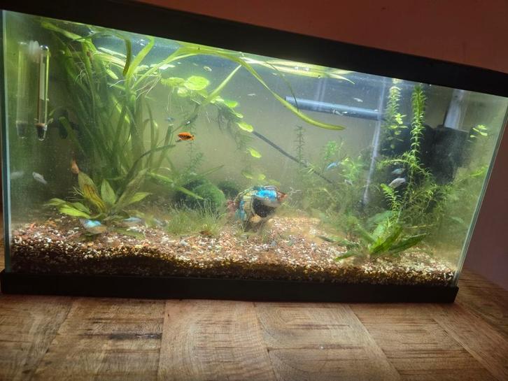 Mooi 60 liter aquarium, Dieren en Toebehoren, Vissen | Aquaria en Toebehoren, Zo goed als nieuw, Leeg aquarium, Ophalen