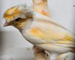 2 kanarie mannen, Dieren en Toebehoren, Vogels | Kanaries, Mannelijk, Kleurkanarie