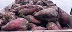 Rialto.  voederbieten .gereinigd, Dieren en Toebehoren, Ophalen, Vee