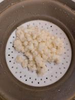 Verse melk kefir melkkefir korrels, Diversen, Levensmiddelen, Ophalen of Verzenden