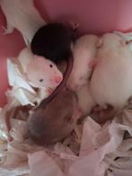 ❤️Tamme Gezins Rittens Ratjes🐁❤️🥰 Agouti Albino Solid, Dieren en Toebehoren, Rat, Meerdere dieren, Tam, Oktober