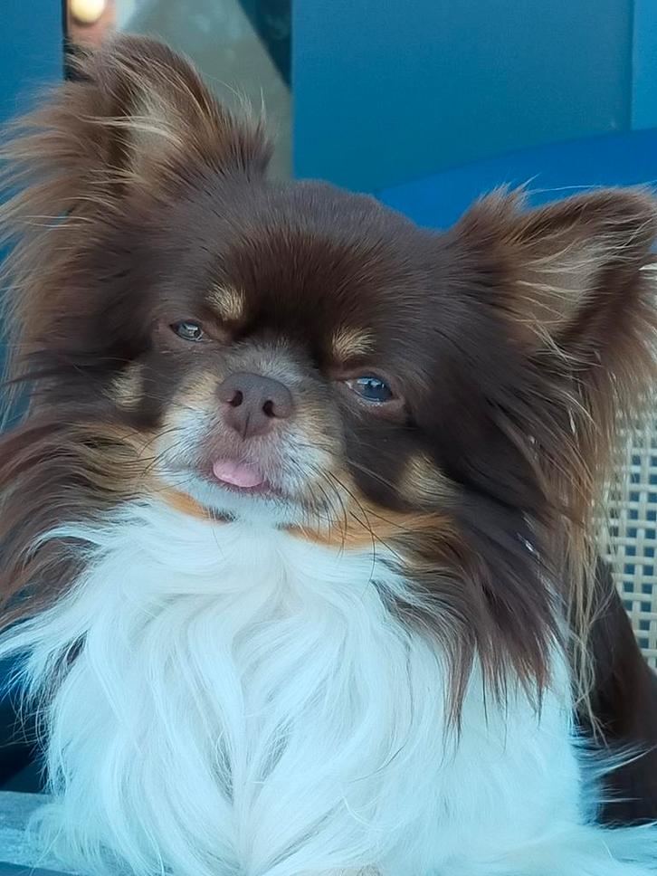 Dekreu Chihuahua (niet te koop), Dieren en Toebehoren, Honden | Dekreuen, Reu, Particulier, Eén hond, Nederland, 6 jaar of ouder