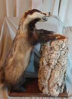 Opgezette Das met boomstronk op eiken plank, Verzamelen, Dierenverzamelingen, Ophalen, Vogel, Opgezet dier