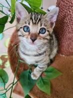 Bengaal Kittens, Dieren en Toebehoren, Katten en Kittens | Raskatten | Korthaar, Meerdere dieren, Ontwormd
