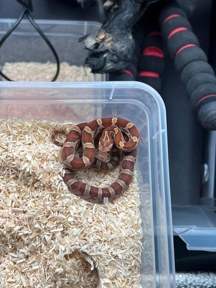 Pantherophis Guttatus nakweek ‘25