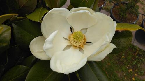 Magnolia grandiflora Goliath / mooie volle struiken ‼️‼️, Tuin en Terras, Planten | Bomen, Bolboom, 400 cm of meer, Volle zon