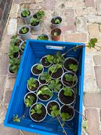 Aardbeien planten, Ophalen, Volle zon, Tweejarig, Zomer