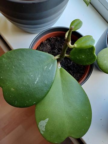 Hoya Kerrii / hartjesplant beschikbaar voor biedingen