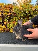 Te koop: 3 jonge konijnen, Dieren en Toebehoren, Konijnen, Meerdere dieren, Groot