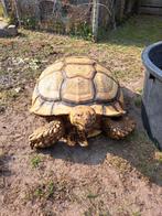 Sporenschildpad Centrochelys sulcata vrouw, Dieren en Toebehoren, Reptielen en Amfibieën, Schildpad, 11 jaar of ouder