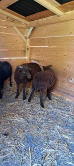 2 Quessant ram lammeren (april 2025) met ubn nummer., Dieren en Toebehoren, Schapen, Geiten en Varkens, Mannelijk, Schaap, 0 tot 2 jaar