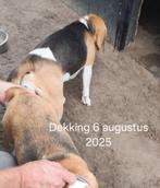 Beaglepups met stamboom, Beagle, CDV (hondenziekte), 8 tot 15 weken, Geslacht onbekend