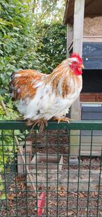 Cochin kriel haan gratis!, Dieren en Toebehoren, Pluimvee, Mannelijk, Kip