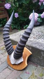 gewei geweien hoorns, Ophalen of Verzenden, Gebruikt, Overige soorten, Gewei of Kop